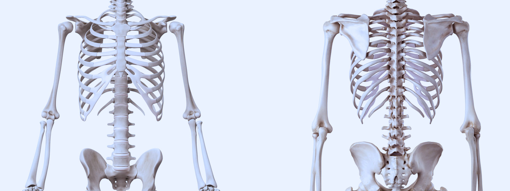 Squelettes vue devant et arrière, biomécanique vertébrale