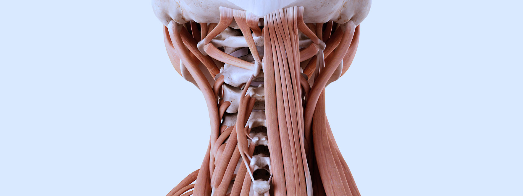 Anatomie des muscles suboccipitaux