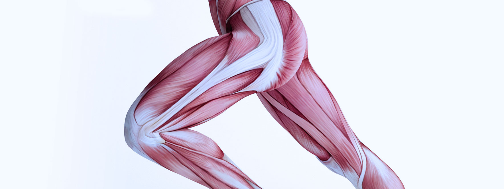 Anatomie des muscles