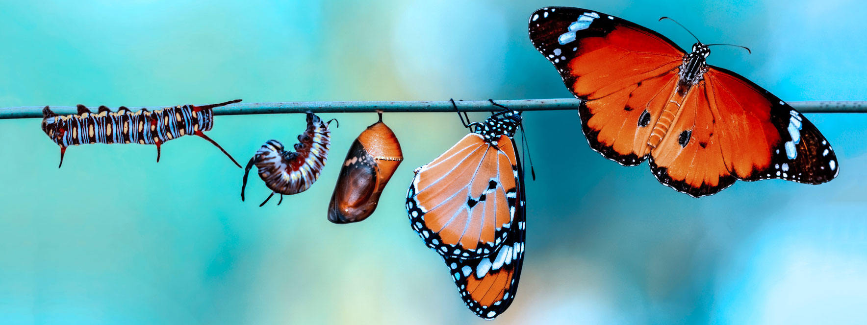 Transformation de la chenille au papillon illustre l’accueil du changement