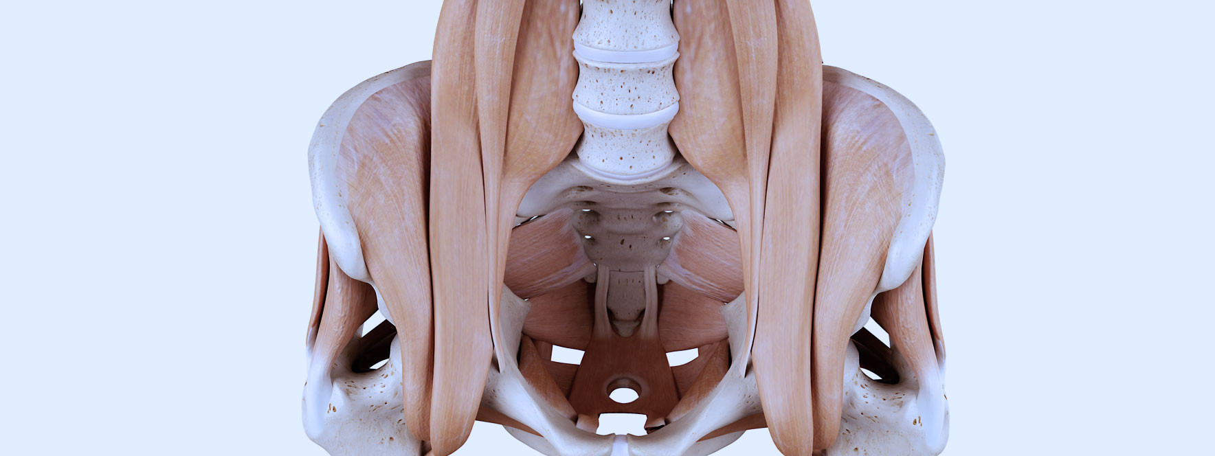 Anatomie fléchisseurs de la hanche
