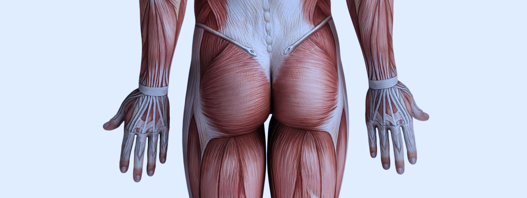 Anatomie des muscles fessiers