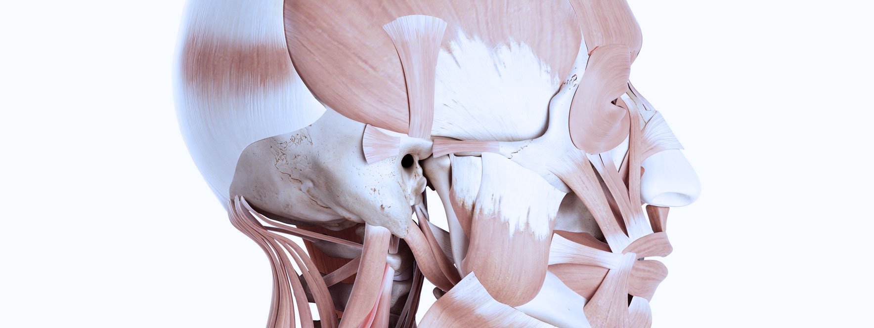 Anatomie de l'articulation temporo-mandibulaire