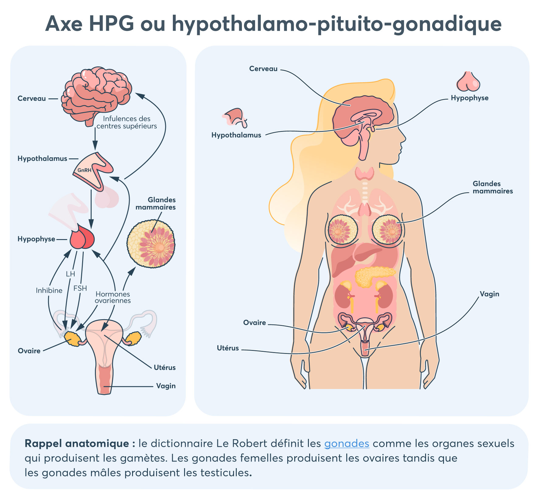 Schéma de l’axe HPG ou hypothalamo-pituito-gonadique
