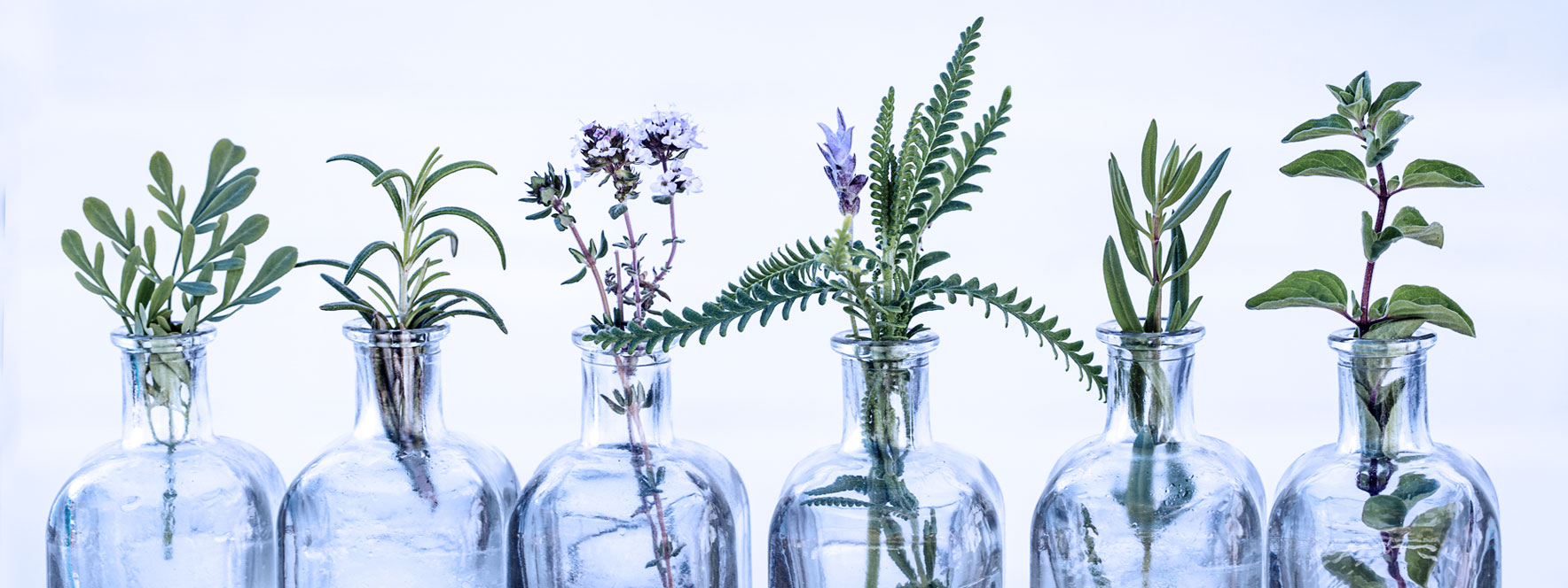 Variété de plantes dans des bouteilles en verre.