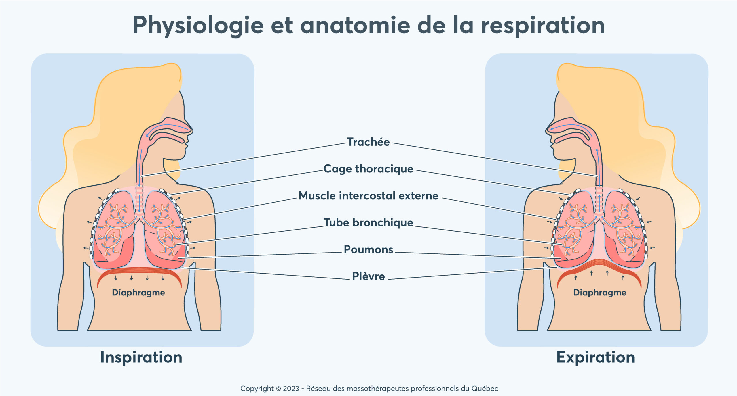 Physiologie et anatomie de la respiration