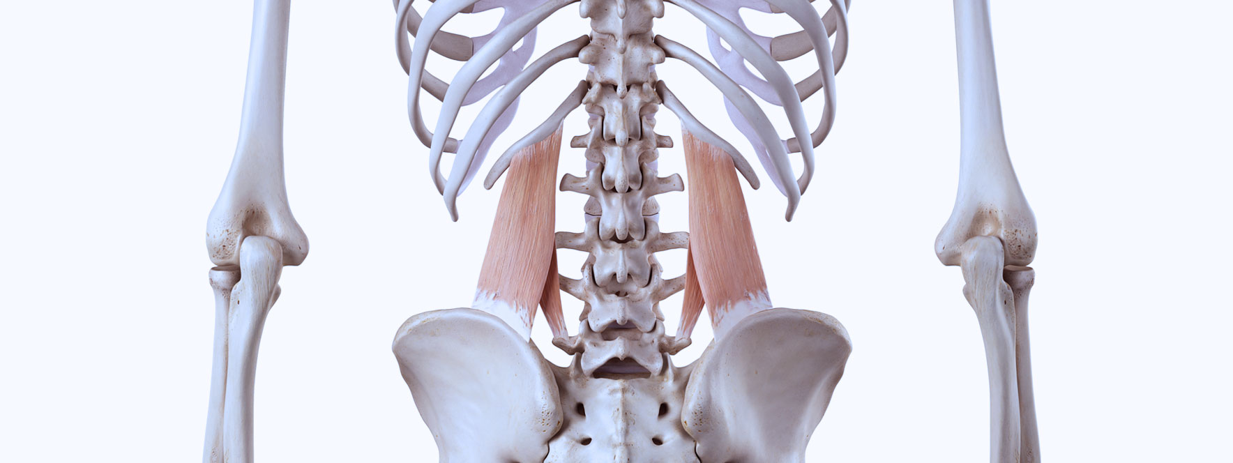 Illustration anatomie du carré des lombes, tensions musculaires