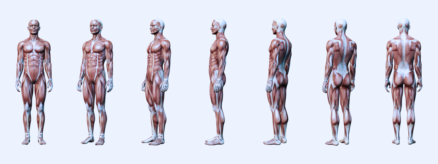 Illustration du système musculaire, importance de l’étude de l’anatomie